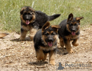 Photo №3. Entzückende deutsche Schäferhund-Welpen stehen zur Adoption zur Verfügung. Germany