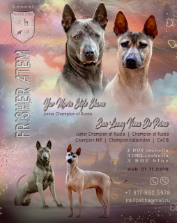 Photo №4. I will sell thai ridgeback in the city of Рузаевка. from nursery, breeder - price - 546$