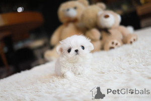 Photo №4. I will sell maltese dog in the city of Oklahoma City. breeder - price - negotiated
