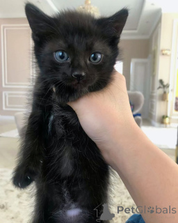 Photo №1. scottish straight - for sale in the city of Riga | 235$ | Announcement № 146042