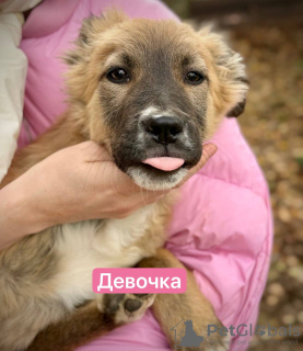 Photo №2 to announcement № 121743 for the sale of non-pedigree dogs - buy in Russian Federation private announcement