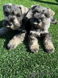 Photo №1. schnauzer - for sale in the city of Brussels | 774$ | Announcement № 167744