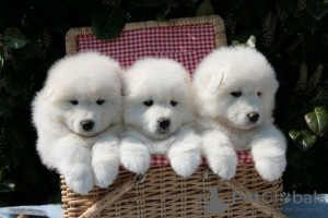 Photo №1. samoyed dog - for sale in the city of Покров | 609$ | Announcement № 10624