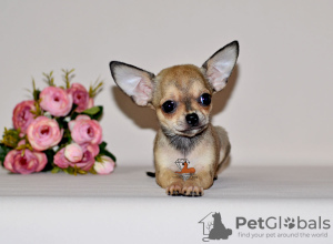 Photo №3. An unusually beautiful baby with an expressive look. Chihuahua boy.. Russian Federation