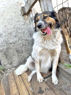 Photo №2 to announcement № 154360 for the sale of non-pedigree dogs - buy in Russian Federation from the shelter