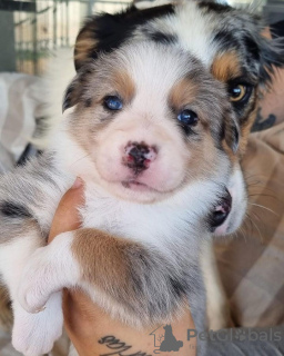 Photo №1. border collie - for sale in the city of Zürich | 423$ | Announcement № 124212