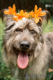 Additional photos: A beautiful dog in good hands.