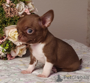 Additional photos: Chihuahua Chocolate Mini Boy