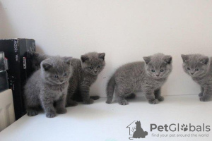 Photo №1. british shorthair - for sale in the city of Berlin | 32$ | Announcement № 96084