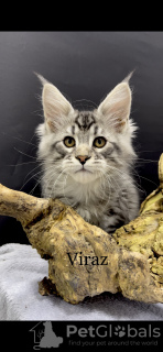 Photo №1. maine coon - for sale in the city of Kharkov | 1414$ | Announcement № 44557