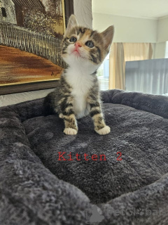 Photo №4. I will sell maine coon in the city of Neukirchen Am Großvendiger. breeder - price - 317$