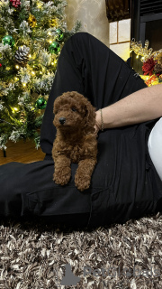 Additional photos: poodle puppies