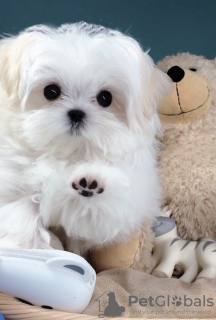 Photo №1. maltese dog - for sale in the city of Ma'ameer | Is free | Announcement № 9847