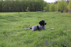 Photo №4. I will sell german wirehaired pointer in the city of Reszel. breeder - price - 1057$