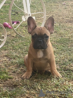 Additional photos: French bulldog puppies