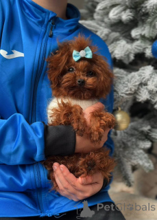 Photo №1. poodle (toy) - for sale in the city of Berlin | negotiated | Announcement № 164617