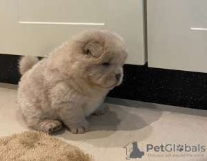 Photo №2 to announcement № 41371 for the sale of chow chow - buy in Russian Federation private announcement