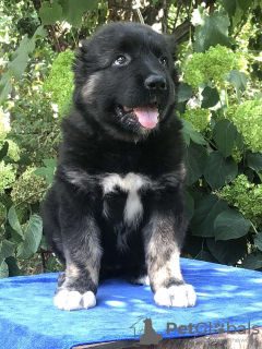 Additional photos: Caucasian Shepherd puppies. KSU.