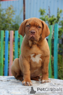 Photo №4. I will sell dogue de bordeaux in the city of Novosibirsk. breeder - price - 813$