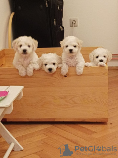 Photo №4. I will sell bichon frise in the city of Москва. private announcement - price - negotiated