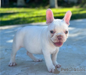 Photo №1. french bulldog - for sale in the city of Gundagai | 1000$ | Announcement № 50399