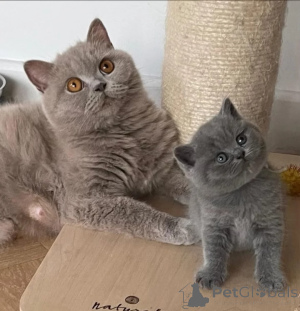 Photo №1. british shorthair - for sale in the city of Dragsvik | 413$ | Announcement № 174938