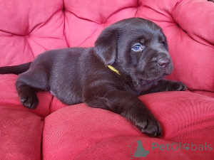 Photo №4. I will sell labrador retriever in the city of Trstenik. breeder - price - negotiated