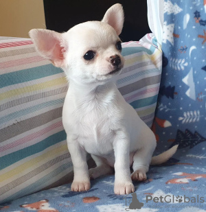 Photo №1. chihuahua - for sale in the city of Paris | negotiated | Announcement № 71018