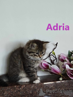 Photo №4. I will sell siberian cat in the city of Iwaniska. private announcement, breeder - price - 833$