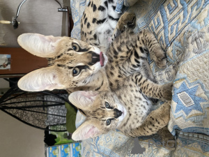 Photo №2 to announcement № 98549 for the sale of savannah cat - buy in Russian Federation private announcement