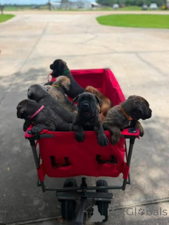 Photo №3. Nuttede Cane Corso hvalpe søger et kærligt hjem for altid. Denmark