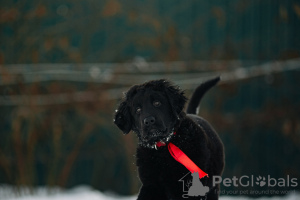 Photo №1. buryat-mongolian wolfhound - for sale in the city of Наро-Фоминск | 781$ | Announcement № 37068