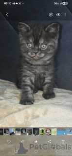 Photo №3. Beautiful and Well-Gromed, Playful and Incredible Friends. United States