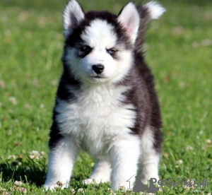 Photo №1. siberian husky - for sale in the city of Belgrade | negotiated | Announcement № 172546