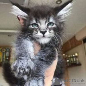 Photo №1. maine coon - for sale in the city of Hartford | 600$ | Announcement № 109895