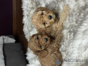 Photo №2 to announcement № 95640 for the sale of poodle (dwarf) - buy in Germany 