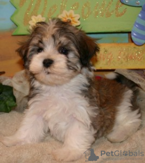 Photo №1. havanese dog - for sale in the city of Nordhausen | 264$ | Announcement № 119051