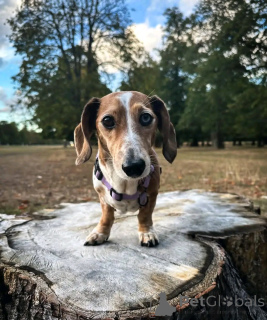 Photo №1. dachshund - for sale in the city of Helsinki | 516$ | Announcement № 163624