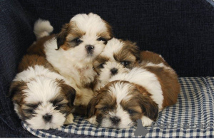 Photo №1. shih tzu - for sale in the city of Helsinki | 774$ | Announcement № 160463
