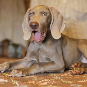 Photo №4. I will sell weimaraner in the city of St. Petersburg. from nursery - price - 628$