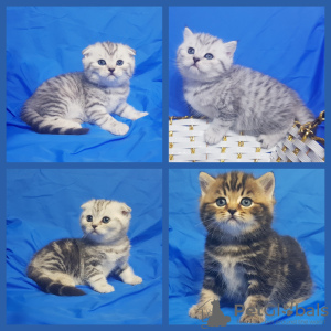 Photo №2 to announcement № 41390 for the sale of scottish fold - buy in Belarus private announcement