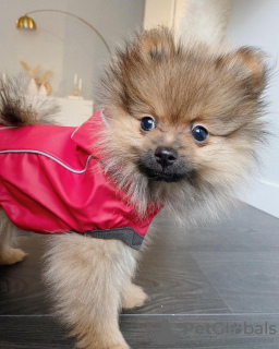 Additional photos: Pomeranian