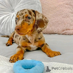 Photo №1. dachshund - for sale in the city of Helsinki | 516$ | Announcement № 163630