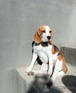 Additional photos: Beagle puppies for sale.