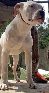 Photo №1. dogo argentino - for sale in the city of Москва | negotiated | Announcement № 19726