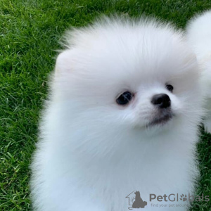 Photo №4. I will sell pomeranian in the city of Nuremberg. private announcement - price - 380$