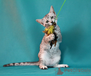 Photo №4. I will sell egyptian mau in the city of Syktyvkar. from nursery - price - negotiated
