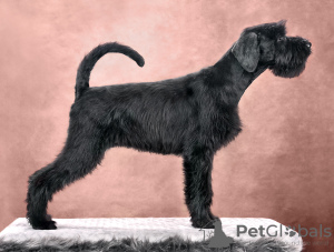 Photo №1. giant schnauzer - for sale in the city of Minsk | 898$ | Announcement № 61057