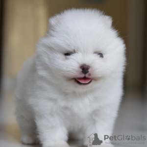 Photo №1. pomeranian - for sale in the city of Gomel | 2395$ | Announcement № 7536