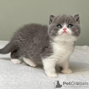 Photo №3. Blue British Shorthair kittens for sale. United States